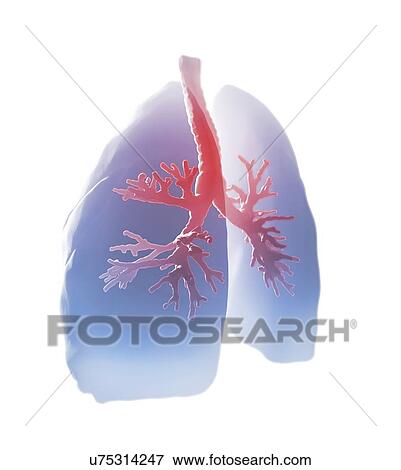 Human lungs, artwork View Large Illustration Stock Illustration - Human lungs, artwork. Fotosearch