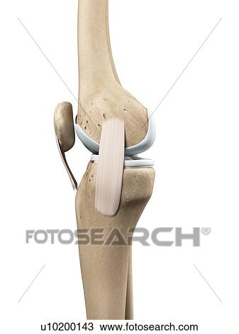Knee anatomy, artwork View Large Illustration Drawing - Knee anatomy, artwork. Fotosearch