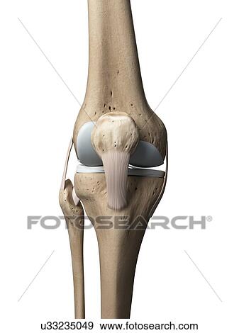 Knee anatomy, artwork View Large Illustration Stock Illustration - Knee anatomy, artwork. Fotosearch