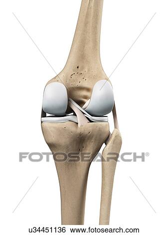 Stock Illustration - Knee anatomy, artwork. Fotosearch