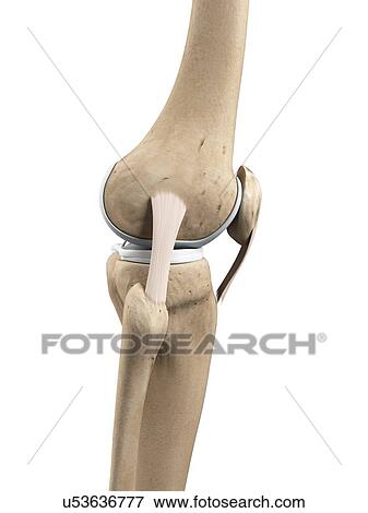 Stock Illustration - Knee anatomy, artwork. Fotosearch