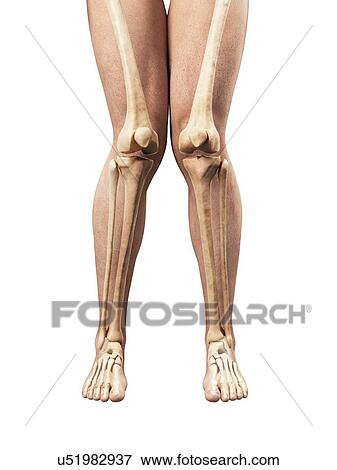 Stock Illustration - Knock knee, artwork. Fotosearch