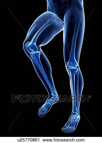 Clip Art - Leg anatomy, artwork. Fotosearch