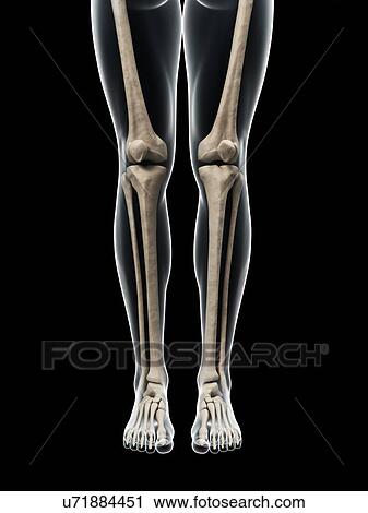 Leg anatomy, artwork View Large Illustration Clip Art - Leg anatomy, artwork. Fotosearch