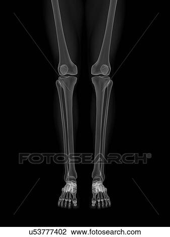 Drawing - Leg anatomy, artwork. Fotosearch