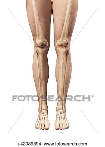 Leg anatomy, artwork View Large Illustration Stock Illustration - Leg anatomy, artwork. Fotosearch