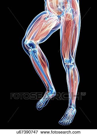 Stock Illustration - Leg anatomy, artwork. Fotosearch