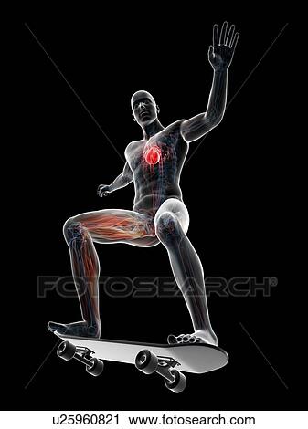 Male anatomy, artwork View Large Illustration Clip Art - Male anatomy, artwork. Fotosearch