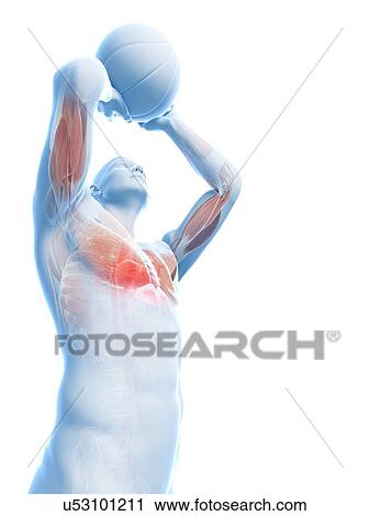 Clip Art - Male anatomy, artwork. Fotosearch