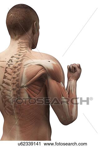 Male anatomy, artwork View Large Illustration Clip Art - Male anatomy, artwork. Fotosearch