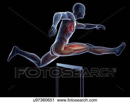 Male anatomy, artwork View Large Illustration Clip Art - Male anatomy, artwork. Fotosearch