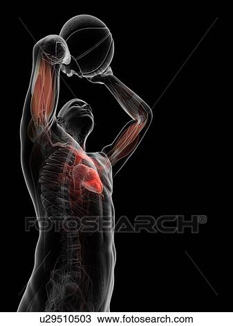 Male anatomy, artwork View Large Illustration Drawing - Male anatomy, artwork. Fotosearch