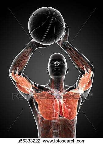 Drawing - Male anatomy, artwork. Fotosearch