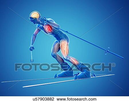 Male anatomy, artwork View Large Illustration Drawing - Male anatomy, artwork. Fotosearch