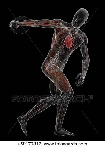 Male anatomy, artwork View Large Illustration Drawing - Male anatomy, artwork. Fotosearch