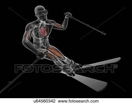 Male anatomy, artwork View Large Illustration Drawing - Male anatomy, artwork. Fotosearch