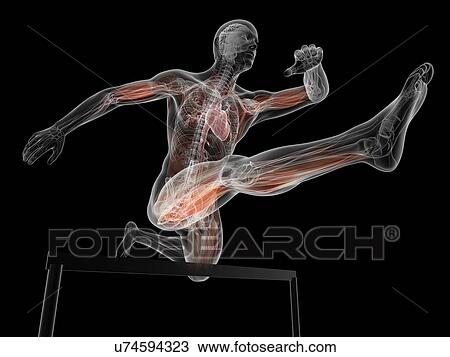 Male anatomy, artwork View Large Illustration Drawing - Male anatomy, artwork. Fotosearch