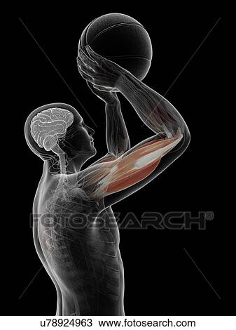 Drawing - Male anatomy, artwork. Fotosearch