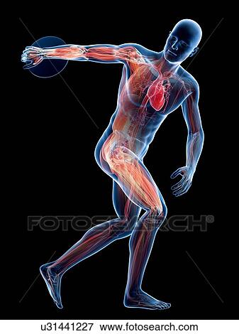 Male anatomy, artwork View Large Illustration Stock Illustration - Male anatomy, artwork. Fotosearch