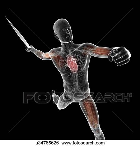 Male anatomy, artwork View Large Illustration Stock Illustration - Male anatomy, artwork. Fotosearch