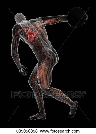Stock Illustration - Male anatomy, artwork. Fotosearch