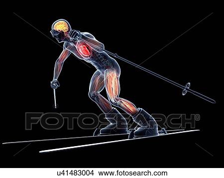 Male anatomy, artwork View Large Illustration Stock Illustration - Male anatomy, artwork. Fotosearch
