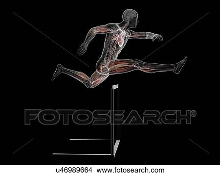 Male anatomy, artwork View Large Illustration Stock Illustration - Male anatomy, artwork. Fotosearch