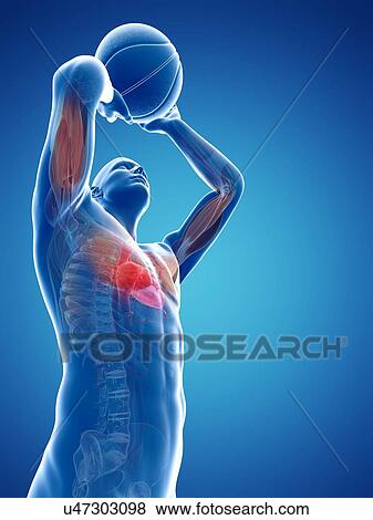 Male anatomy, artwork View Large Illustration Stock Illustration - Male anatomy, artwork. Fotosearch
