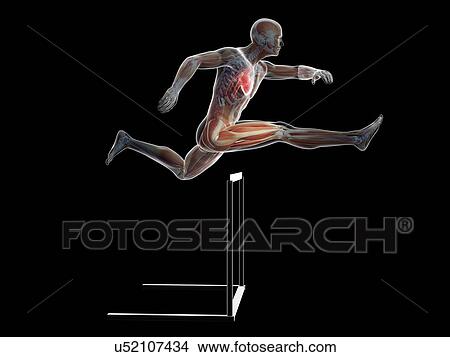 Stock Illustration - Male anatomy, artwork. Fotosearch