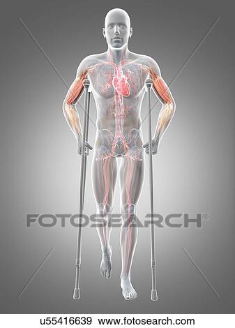 Male anatomy, artwork View Large Illustration Stock Illustration - Male anatomy, artwork. Fotosearch
