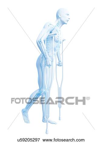Male anatomy, artwork View Large Illustration Stock Illustration - Male anatomy, artwork. Fotosearch
