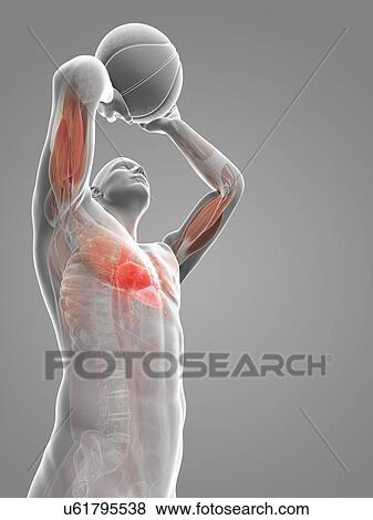 Male anatomy, artwork View Large Illustration Stock Illustration - Male anatomy, artwork. Fotosearch