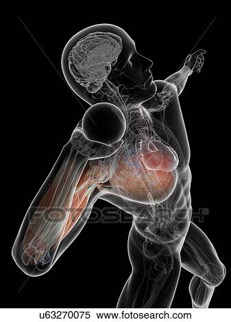 Stock Illustration - Male anatomy, artwork. Fotosearch