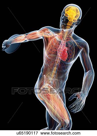 Stock Illustration - Male anatomy, artwork. Fotosearch