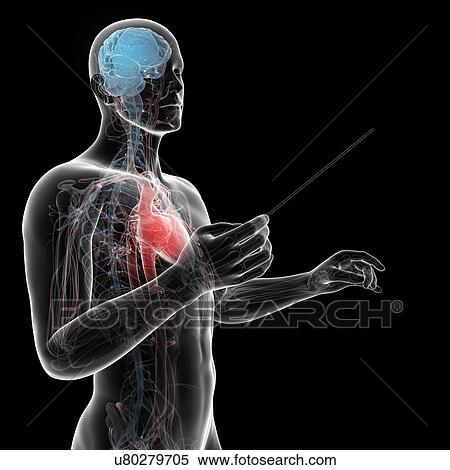 Stock Illustration - Male anatomy, artwork. Fotosearch