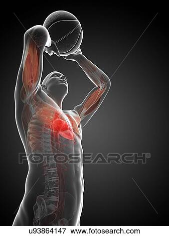 Male anatomy, artwork View Large Illustration Stock Illustration - Male anatomy, artwork. Fotosearch
