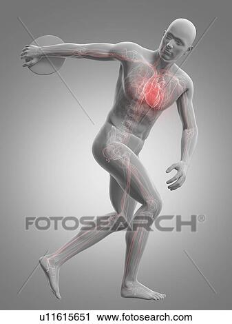 Clip Art - Male cardiovascular system, artwork. Fotosearch