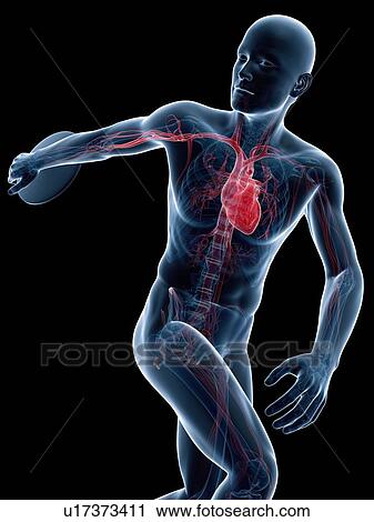 Male cardiovascular system, artwork View Large Illustration Clip Art - Male cardiovascular system, artwork. Fotosearch