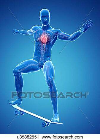 Male cardiovascular system, artwork View Large Illustration Clip Art - Male cardiovascular system, artwork. Fotosearch