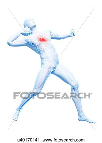 Male cardiovascular system, artwork View Large Illustration Clip Art - Male cardiovascular system, artwork. Fotosearch