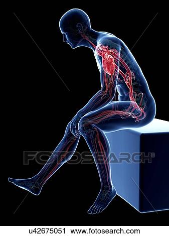 Clip Art - Male cardiovascular system, artwork. Fotosearch