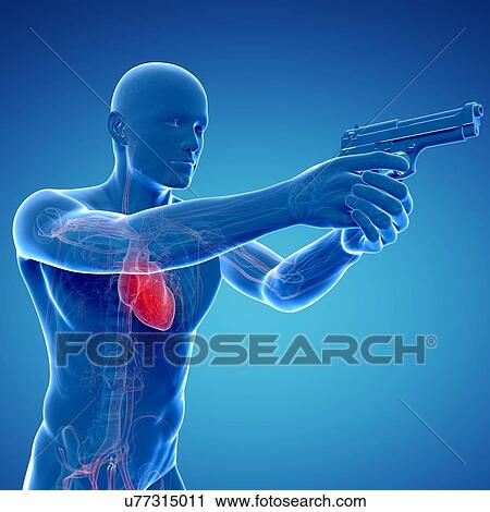 Male cardiovascular system, artwork View Large Illustration Clip Art - Male cardiovascular system, artwork. Fotosearch