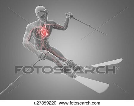 Male cardiovascular system, artwork View Large Illustration Clipart - Male cardiovascular system, artwork. Fotosearch