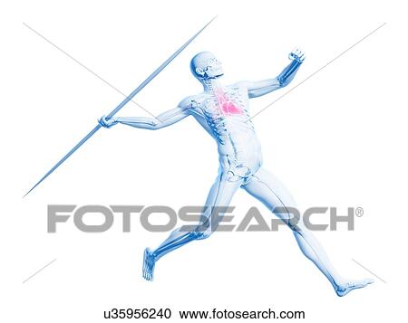 Clipart - Male cardiovascular system, artwork. Fotosearch