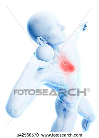 Male cardiovascular system, artwork View Large Illustration Clipart - Male cardiovascular system, artwork. Fotosearch