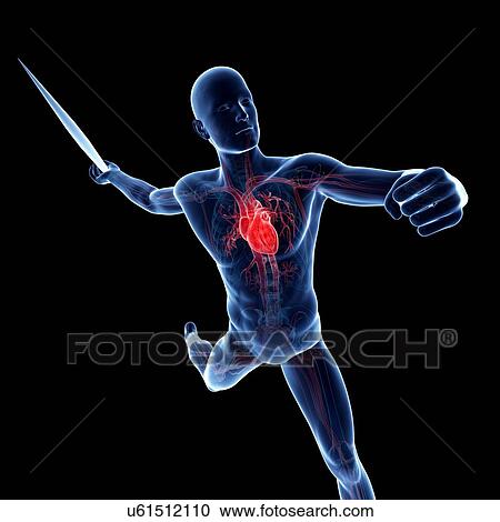 Male cardiovascular system, artwork View Large Illustration Clipart - Male cardiovascular system, artwork. Fotosearch