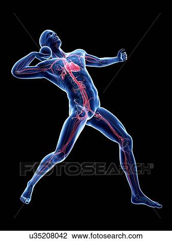 Male cardiovascular system, artwork View Large Illustration Drawing - Male cardiovascular system, artwork. Fotosearch