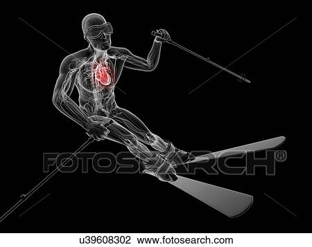 Drawing - Male cardiovascular system, artwork. Fotosearch