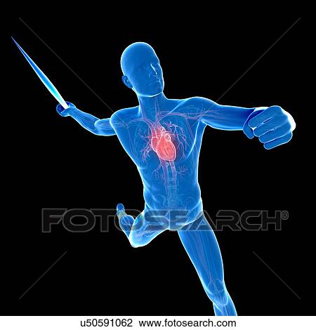 Male cardiovascular system, artwork View Large Illustration Drawing - Male cardiovascular system, artwork. Fotosearch