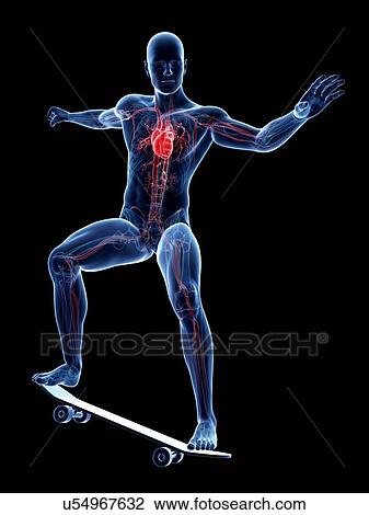 Male cardiovascular system, artwork View Large Illustration Drawing - Male cardiovascular system, artwork. Fotosearch